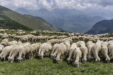 Image showing a flock of sheep in mountains
