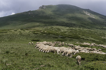 Image showing a flock of sheep in mountains