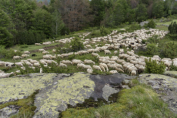 Image showing a flock of sheep in mountains