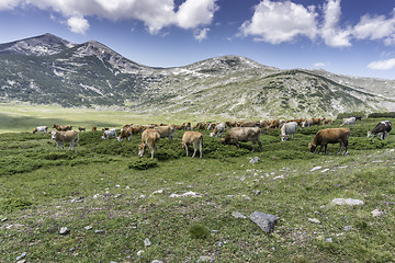 Image showing Cows and cattle graze on the highlands