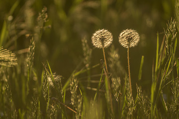 Image showing Two Dandelion in meadow