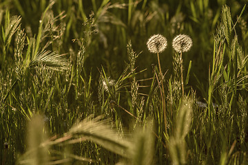 Image showing Two Dandelion in meadow at sunset