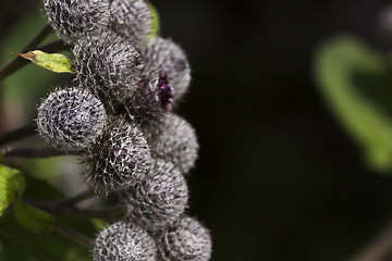 Image showing burdock