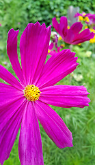 Image showing Pink Cosmos flower