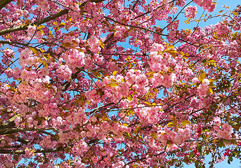 Image showing Beautiful tree in spring with pink flowers