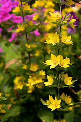 Image showing Sprig of yellow loosestrife flowers against bokeh of colourful g