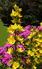 Image showing Yellow loosestrife grows against a colourful floweres