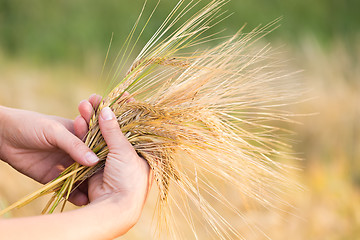 Image showing Wheat ears barley in the hand