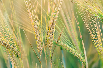 Image showing Organic Green spring grains with shallow focus