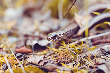 Image showing Slow Worm or Blind Worm, Anguis fragilis