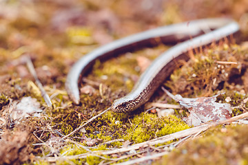 Image showing Slow Worm or Blind Worm, Anguis fragilis