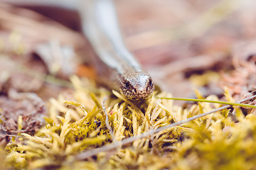 Image showing Slow Worm or Blind Worm, Anguis fragilis