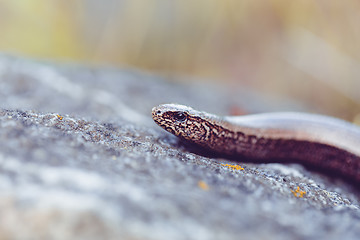 Image showing Slow Worm or Blind Worm, Anguis fragilis