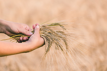 Image showing Wheat ears barley in the hand