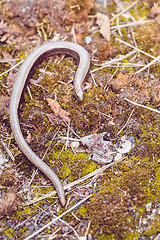 Image showing Slow Worm or Blind Worm, Anguis fragilis