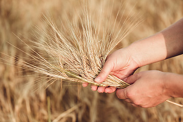 Image showing Wheat ears barley in the hand