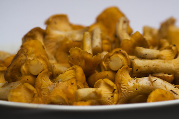 Image showing chanterelles