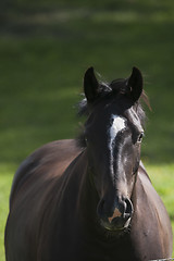 Image showing horse head