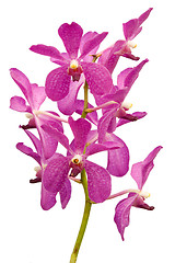 Image showing Pink Orchid

