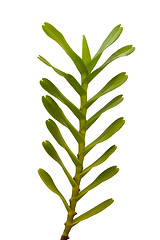 Image showing Green leaves

