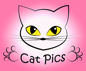 Image showing Cat Pics Shows Kitten Cats And Felines