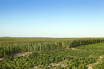 Image showing Corn field, summer  