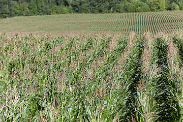 Image showing Corn field, summer  