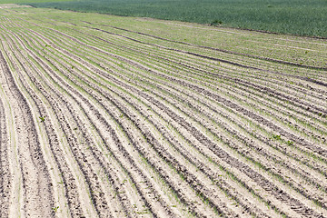 Image showing sprouts green onions  