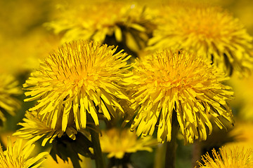 Image showing yellow dandelion flowers 