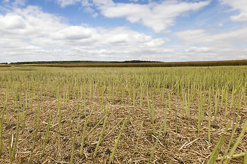 Image showing collection rapeseed crop  