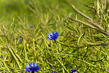 Image showing Flowers of cornflower  