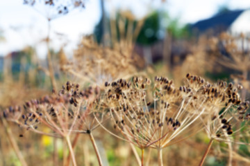 Image showing mature dill close-up  