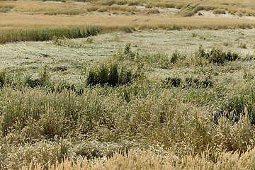 Image showing destroyed by the storm wheat 