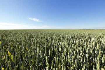 Image showing immature grass sky  