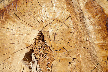 Image showing cut down a tree, close-up  