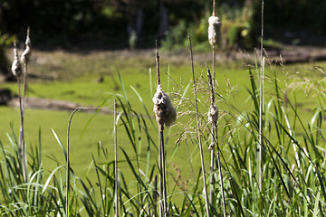 Image showing swamp, the end of summer  