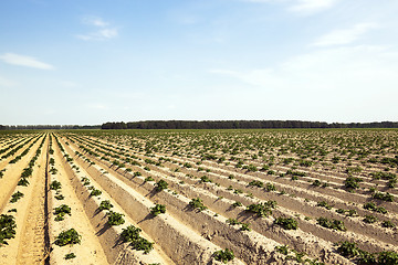 Image showing cultivation of potatoes. field 