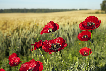 Image showing red poppies in a field  