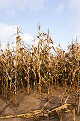 Image showing mature corn ,  autumn