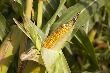 Image showing Field with corn  