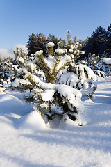 Image showing spruce forest  winter  