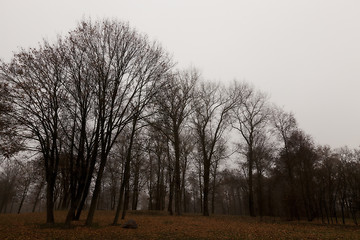 Image showing Autumn Park, overcast  