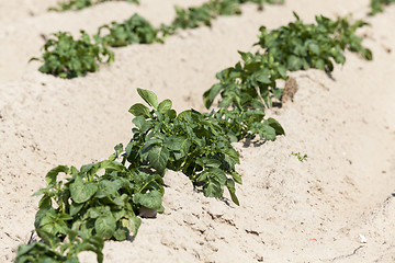 Image showing Potatoes in the field 