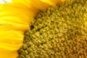 Image showing flower Sunflower, close-up 