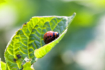 Image showing Colorado potato beetle on potatoes 