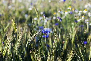 Image showing chamomile with cornflowers 