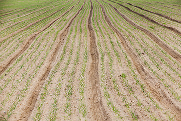 Image showing green onions in the field  