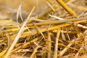 Image showing straw after harvest  