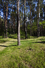 Image showing trees in spring 