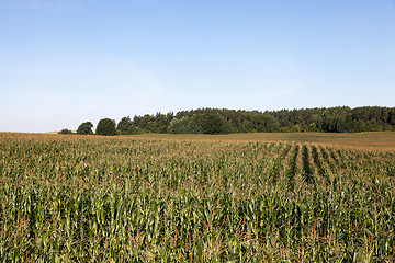 Image showing Corn field, summer time  